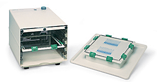 Transcript of Gel Electrophoresis Lab.